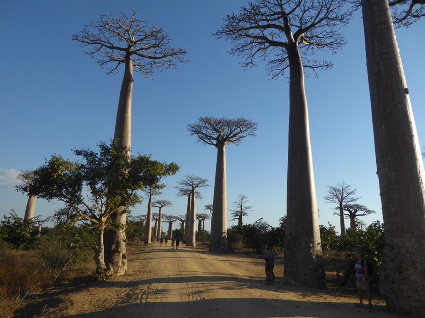 L’allée des Baobabs à Manakara