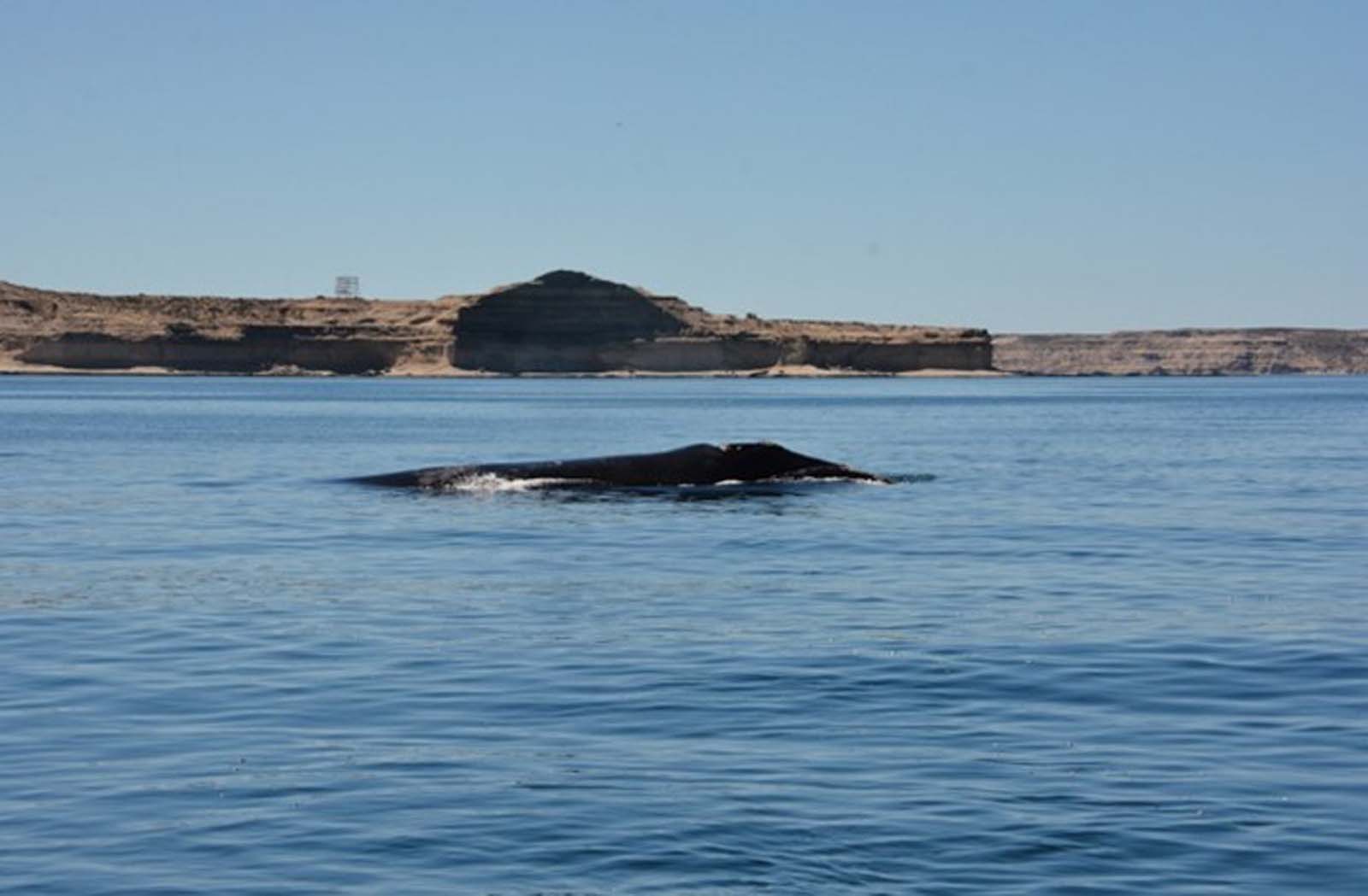 La péninsule de Valdès avec ses baleines