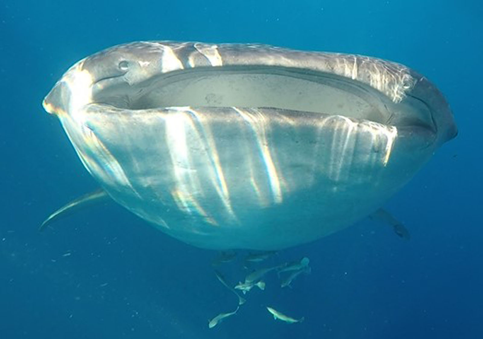 Capture d’écran 2024 11 08 073855